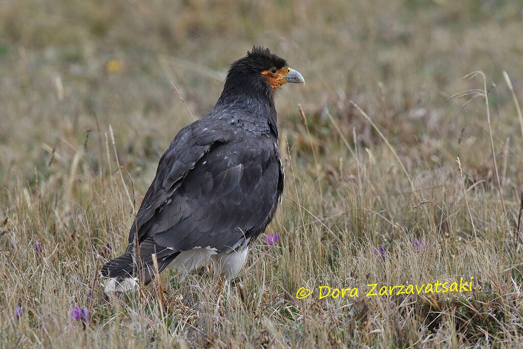 Caracara caronculéadulte, identification, habitat