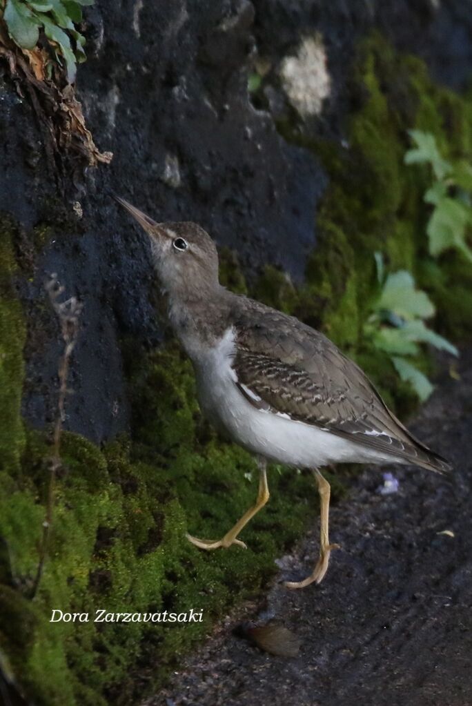 Chevalier grivelé, identification, composition, mange