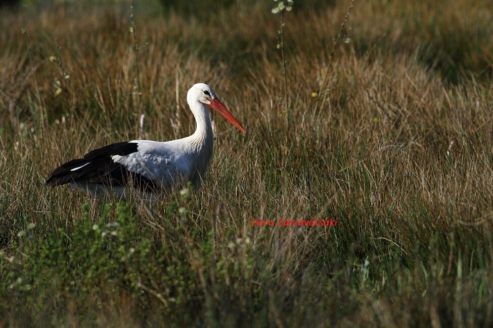 White Stork