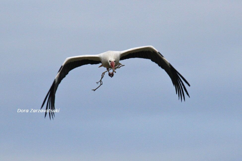 White Stork