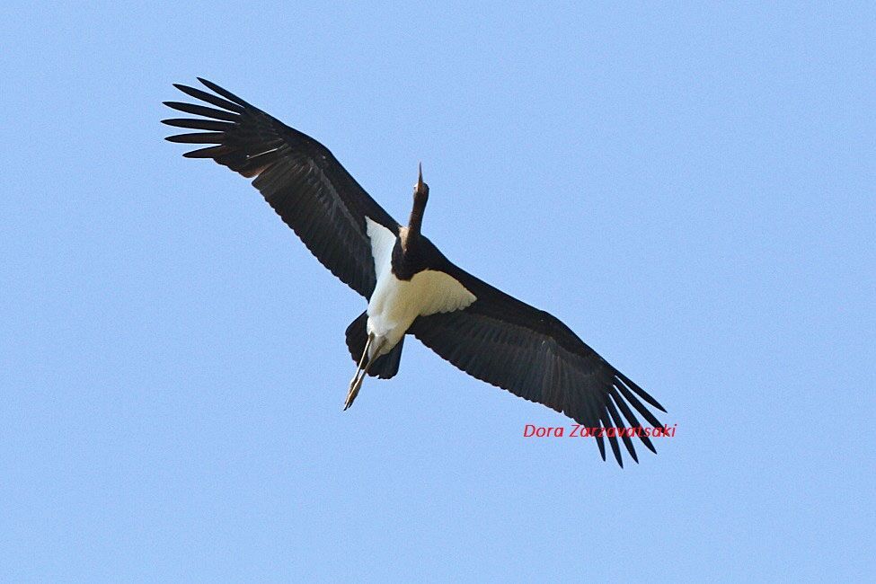 Black StorkFirst year