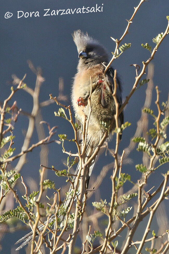 White-backed Mousebirdadult, identification
