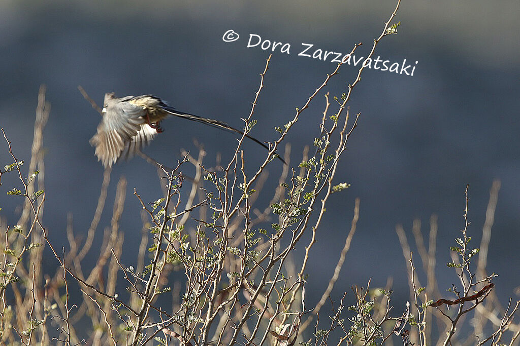 White-backed Mousebird