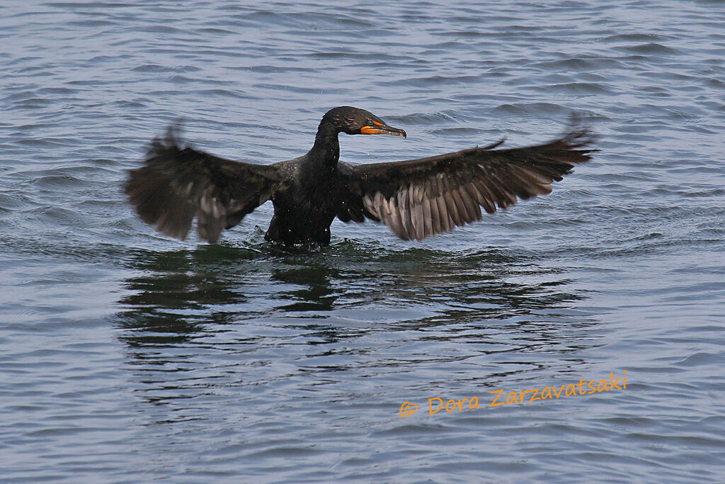 Double-crested Cormorantadult