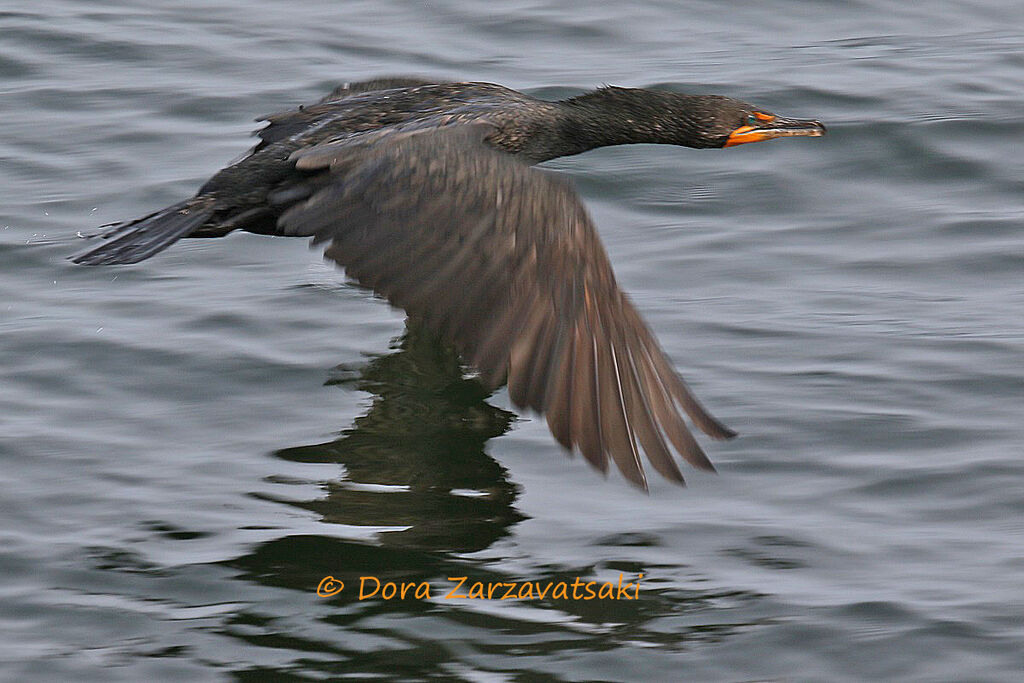 Double-crested Cormorantadult, Flight