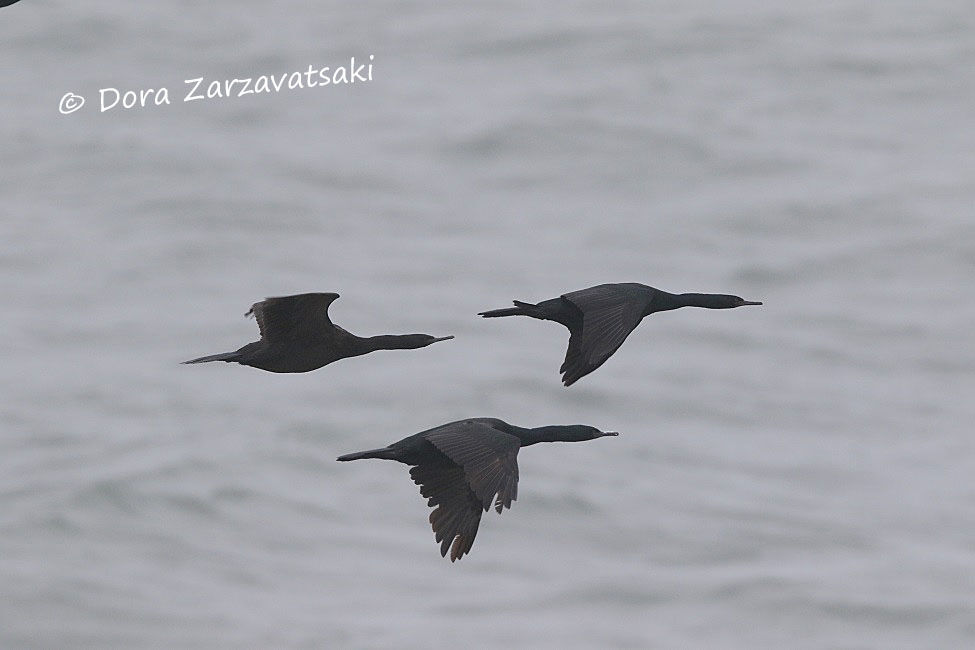 Pelagic Cormorant