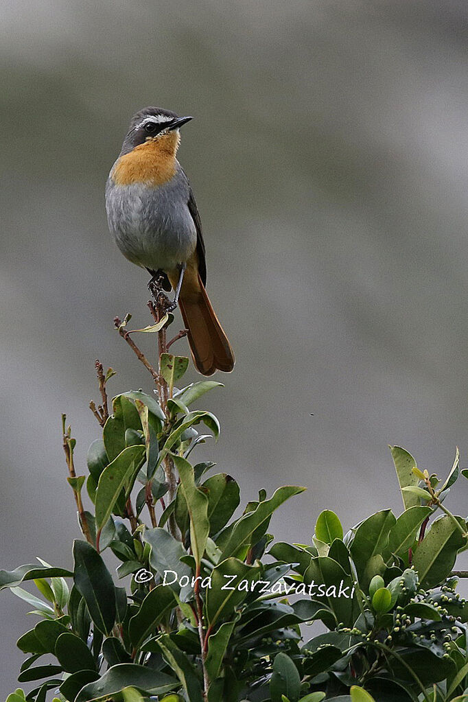 Cape Robin-Chatadult