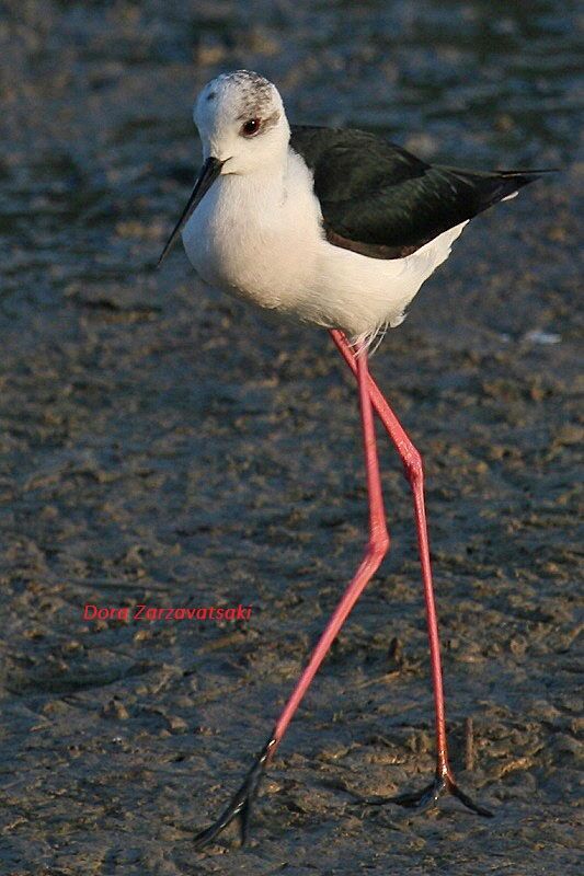 Black-winged Stiltadult, walking