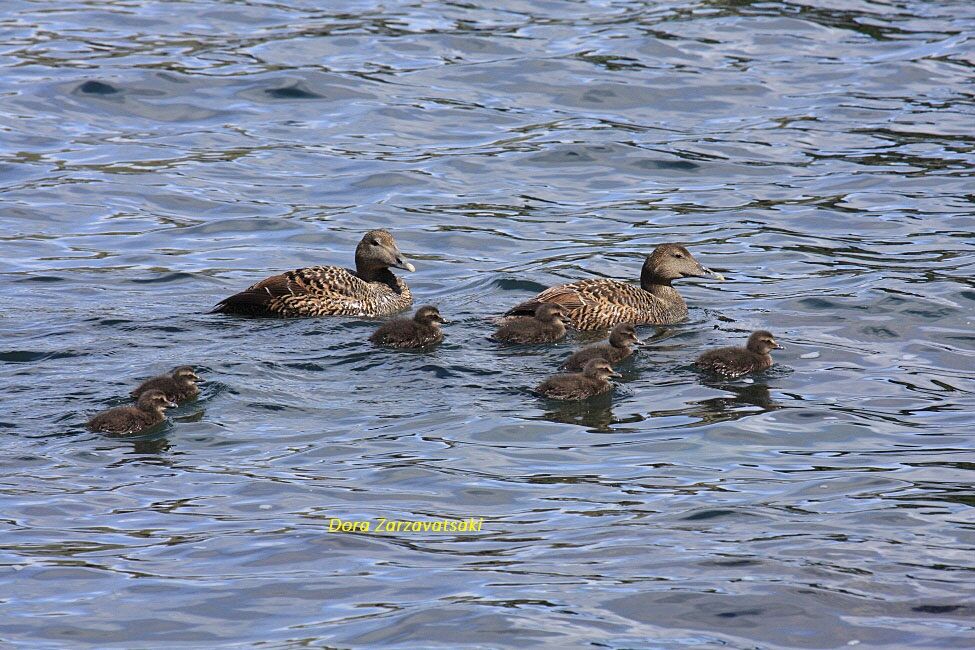 Common EiderPoussin, swimming, Reproduction-nesting