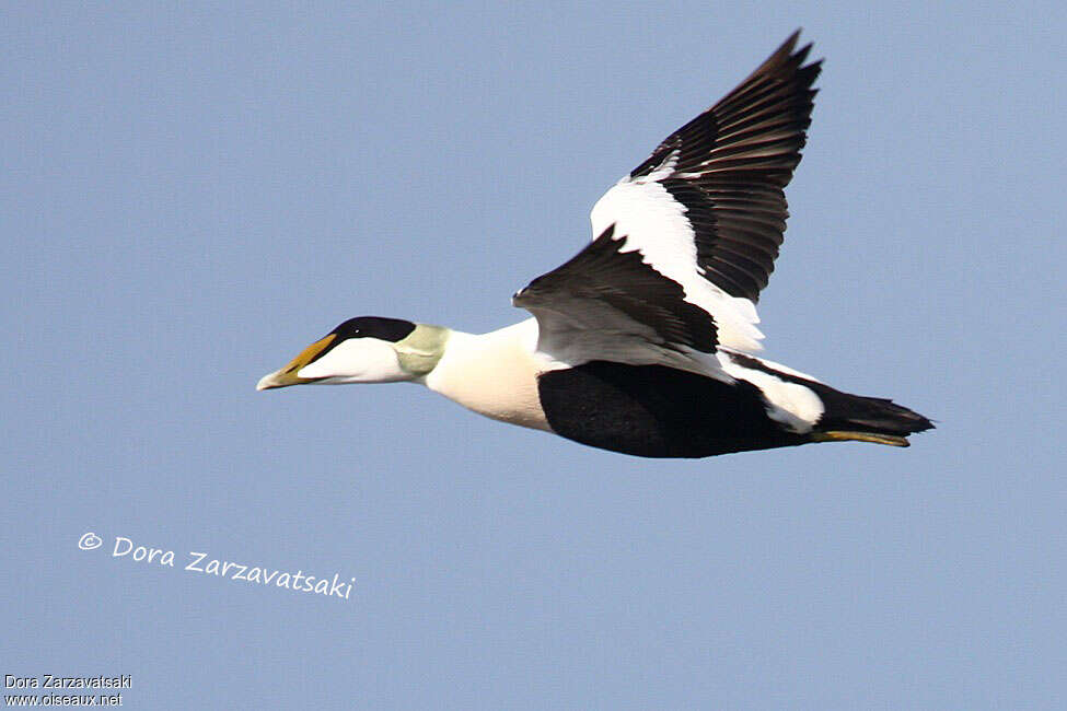 Common Eider male adult breeding, Flight