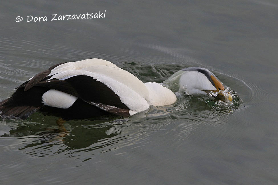 Common Eider male adult breeding, swimming, eats