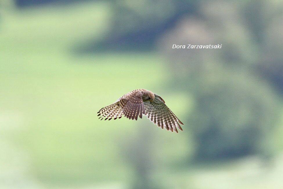Common Kestrel