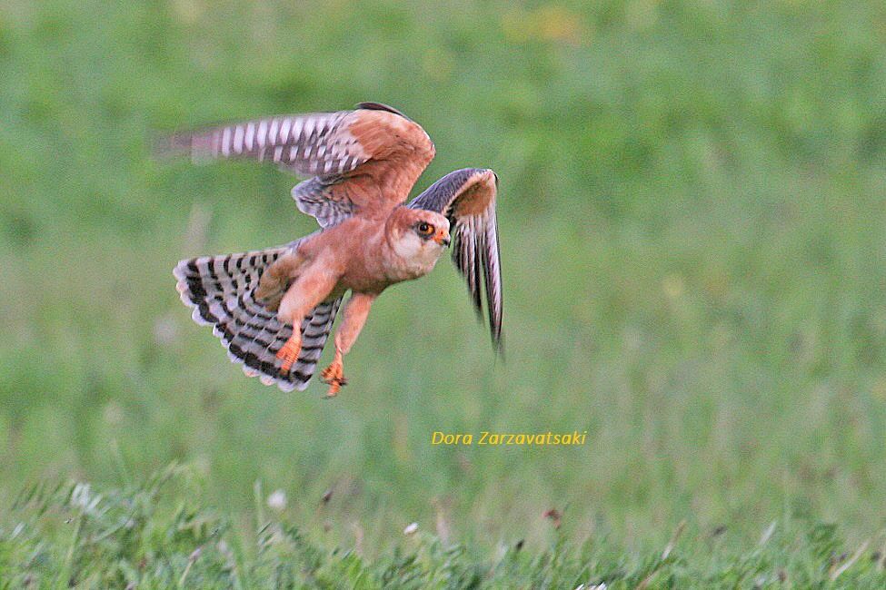 Red-footed Falcon