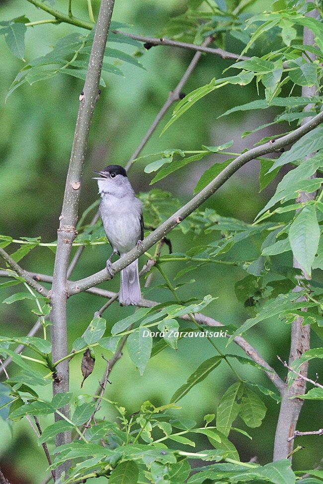 Eurasian Blackcap