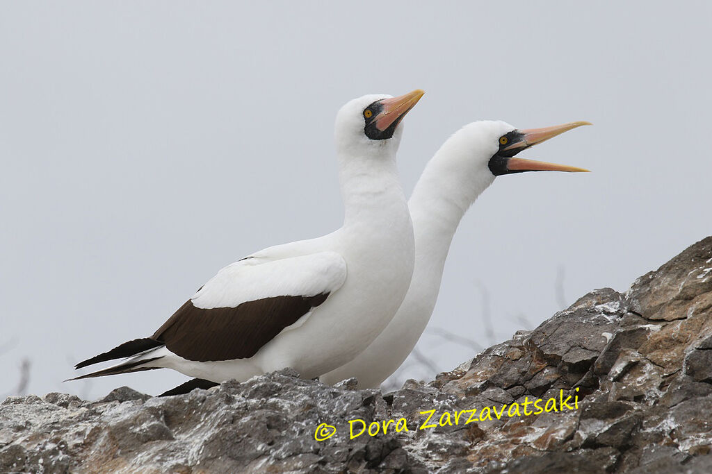 Nazca Boobyadult breeding