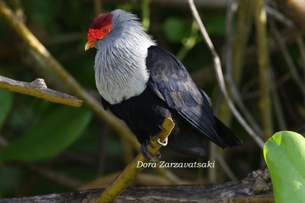 Founingo rougecapadulte nuptial, habitat, composition, pigmentation