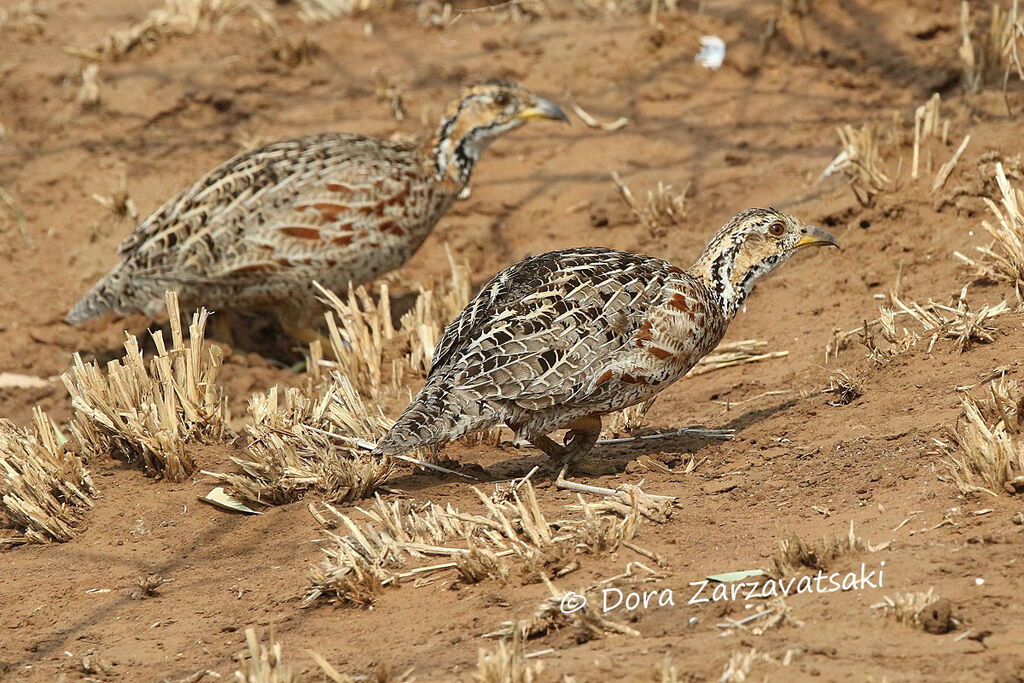 Shelley's Francolinadult, walking