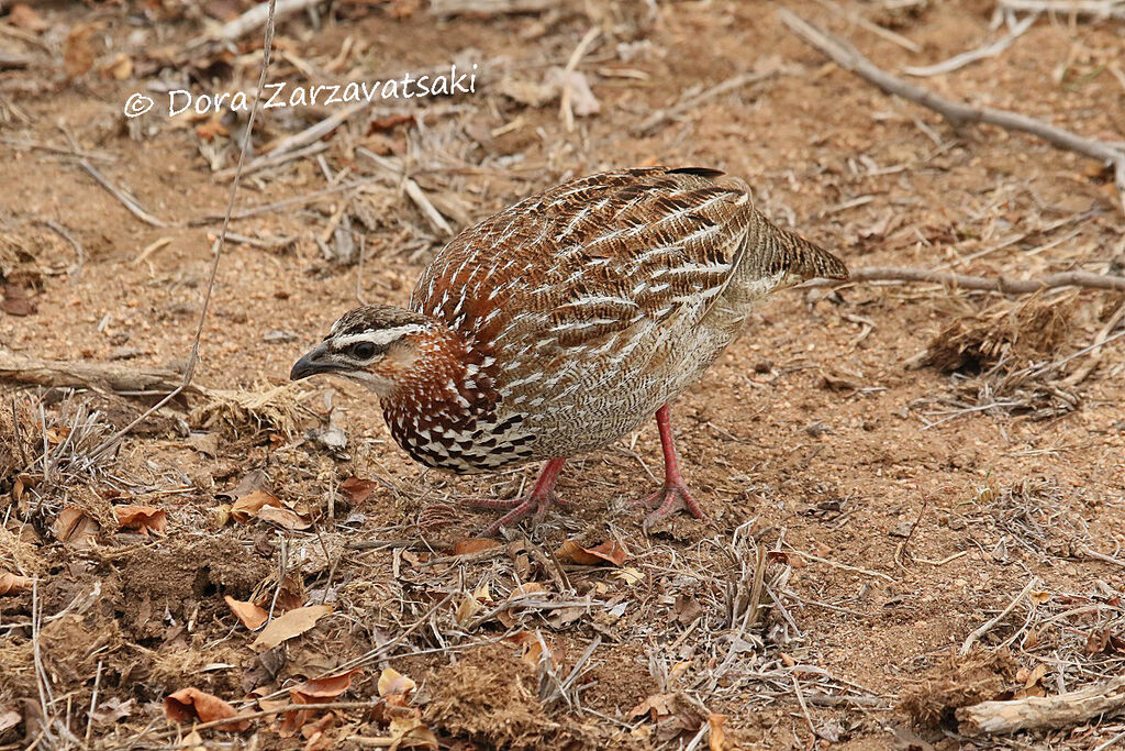 Crested Francolin, walking