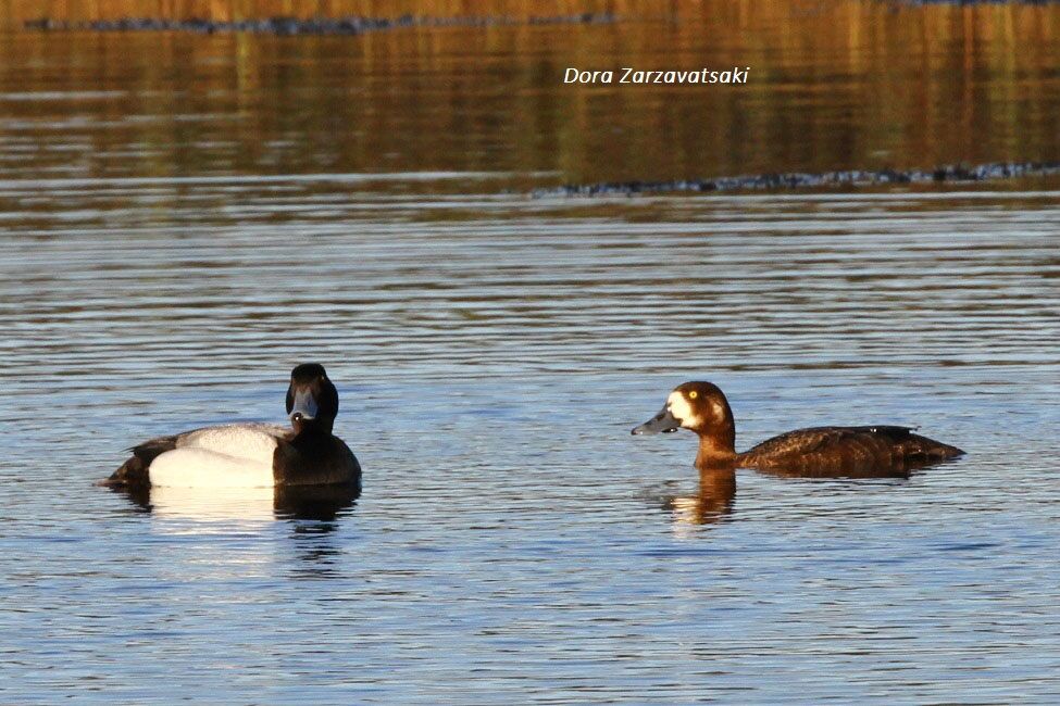 Greater Scaup 