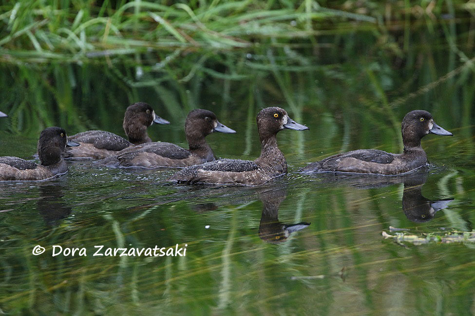Tufted Duckjuvenile