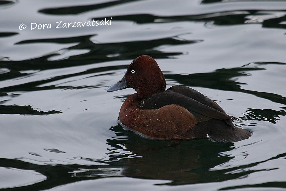 Ferruginous Duck male adult post breeding