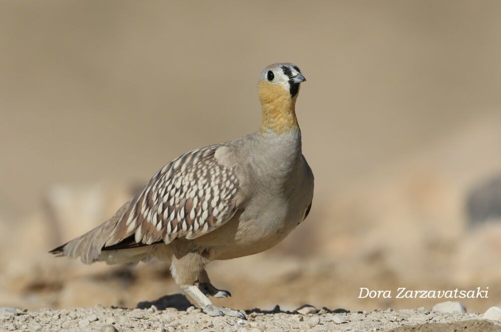 Ganga couronné mâle adulte, identification, marche