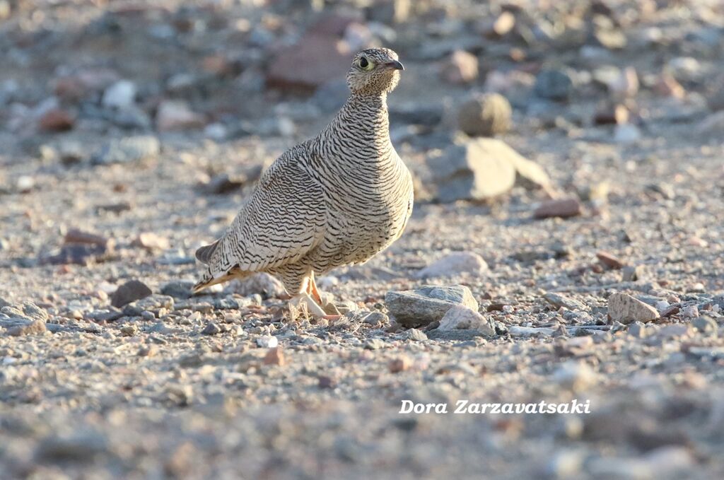 Ganga de Lichtenstein femelle adulte, identification, composition, marche