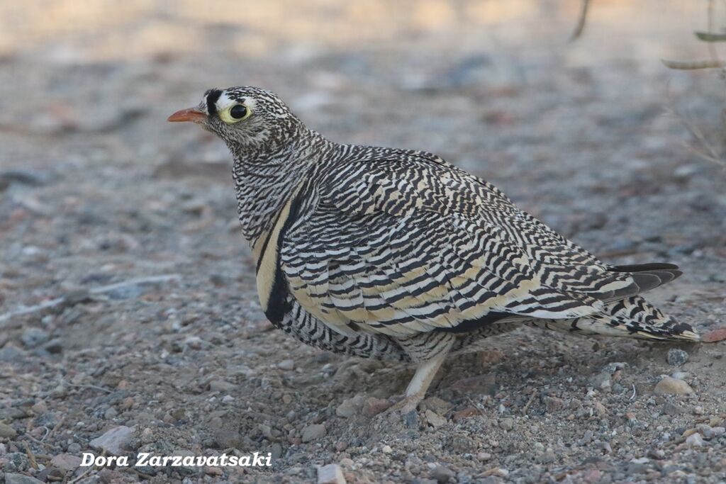 Ganga de Lichtenstein