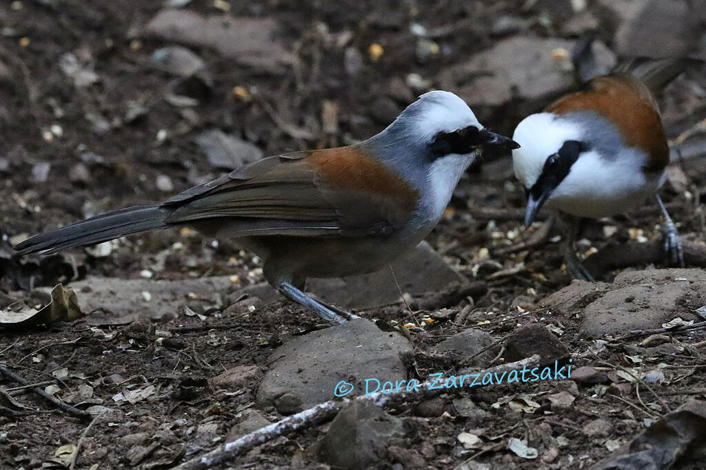 White-crested Laughingthrushadult