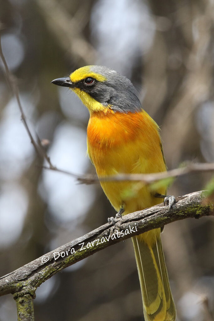 Orange-breasted Bushshrike male adult
