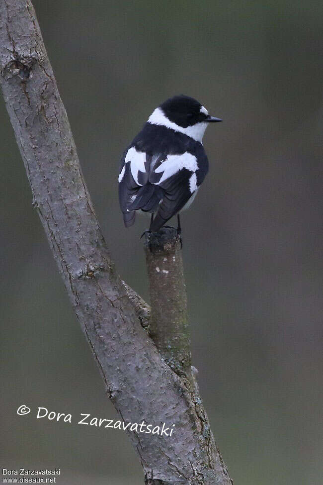 Collared Flycatcher male adult breeding, pigmentation