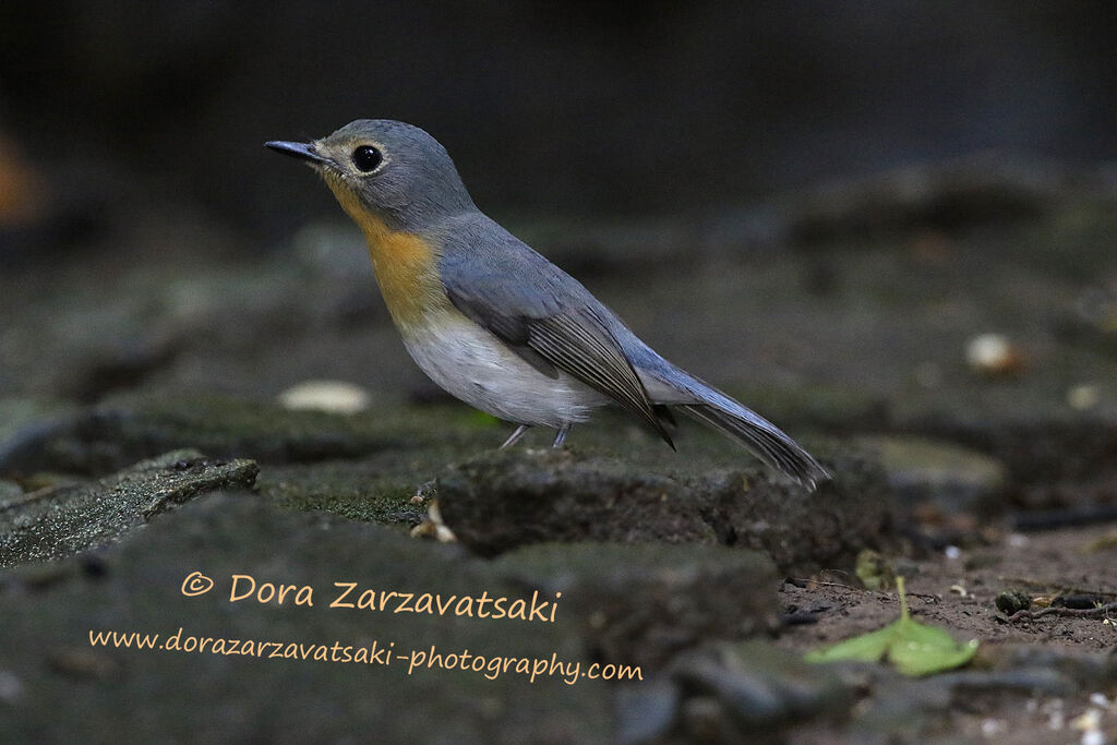Indochinese Blue Flycatcher female adult, identification