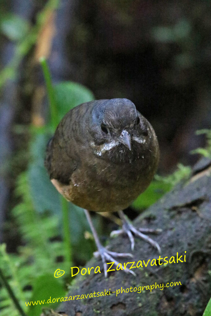 Moustached Antpittaadult, identification