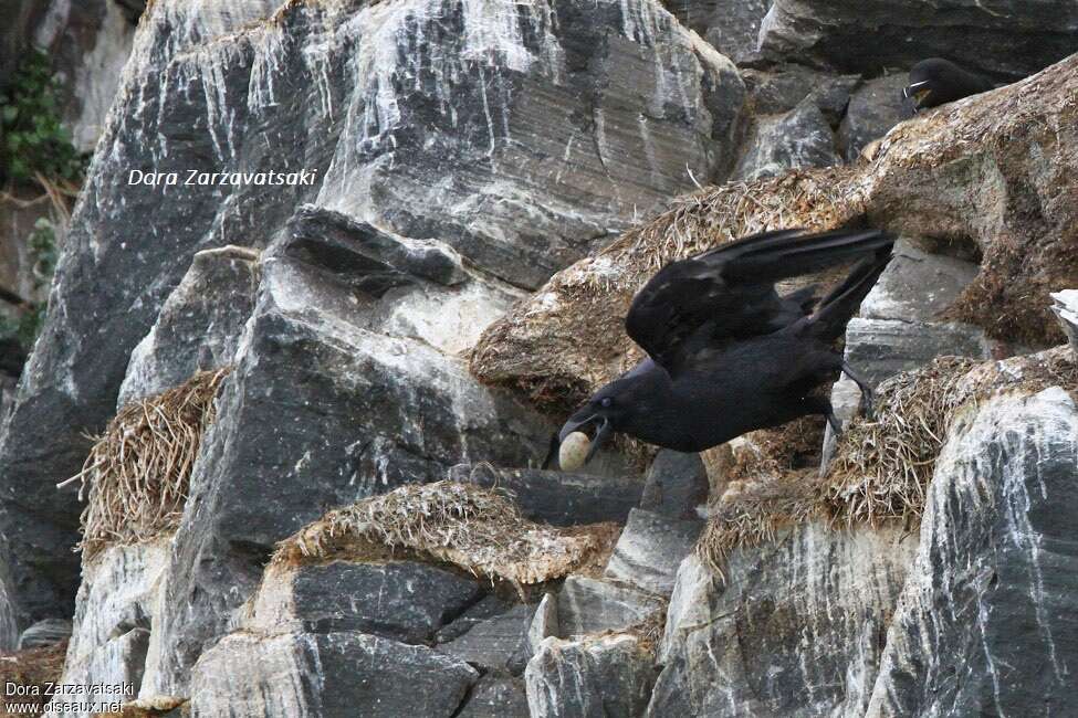 Grand Corbeauadulte, régime, pêche/chasse, Comportement