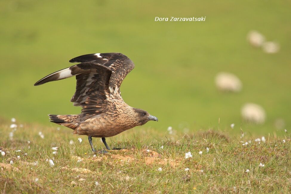 Great Skua