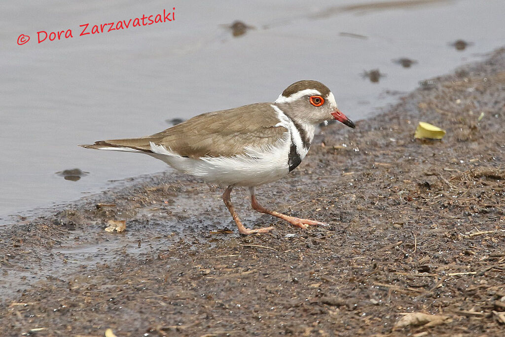 Three-banded Ploveradult breeding, walking