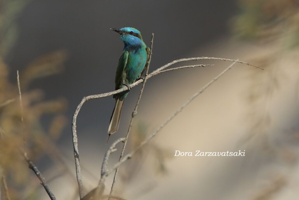 Guêpier à sourcils bleusadulte, identification, composition