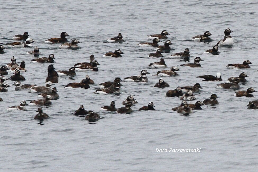 Long-tailed Duck