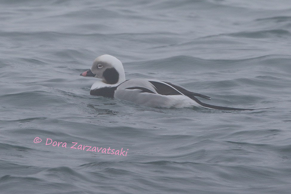 Long-tailed Duck