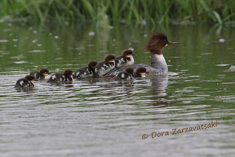 Common Merganser, Reproduction-nesting, Behaviour