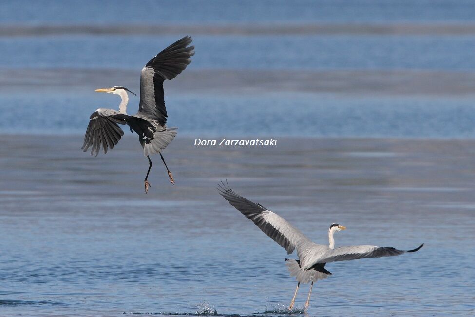 Grey Heron