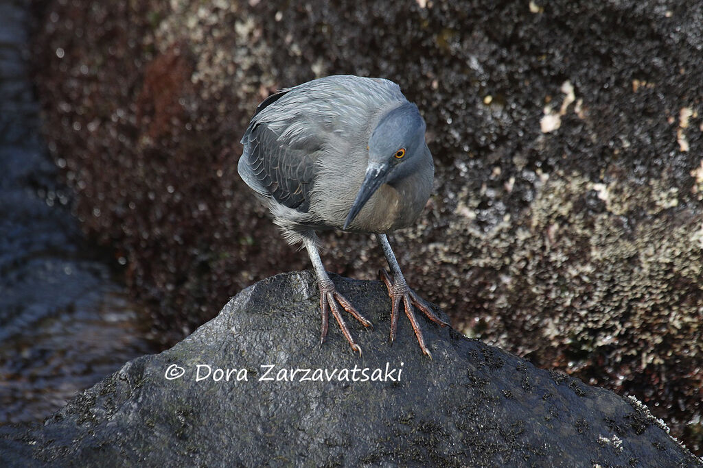 Lava Heronadult, identification