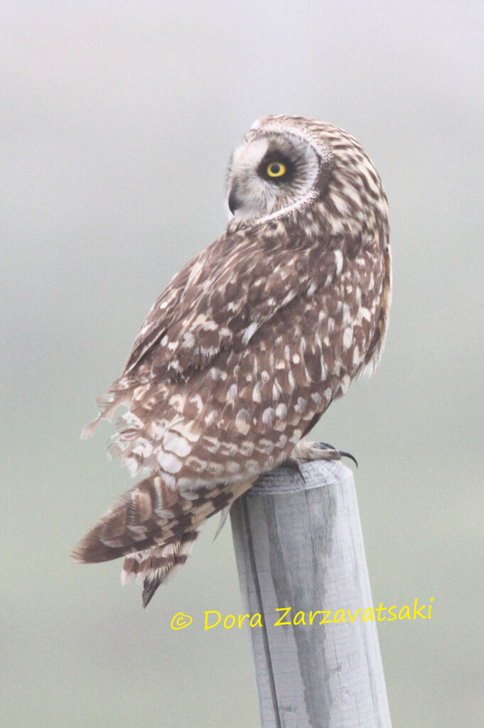Hibou des marais