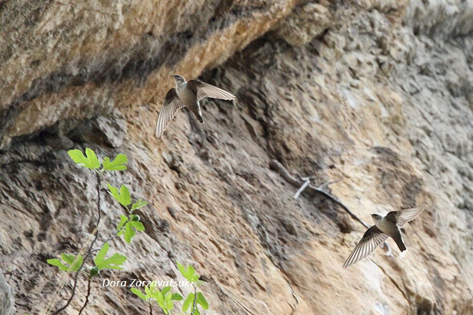 Hirondelle de rochers