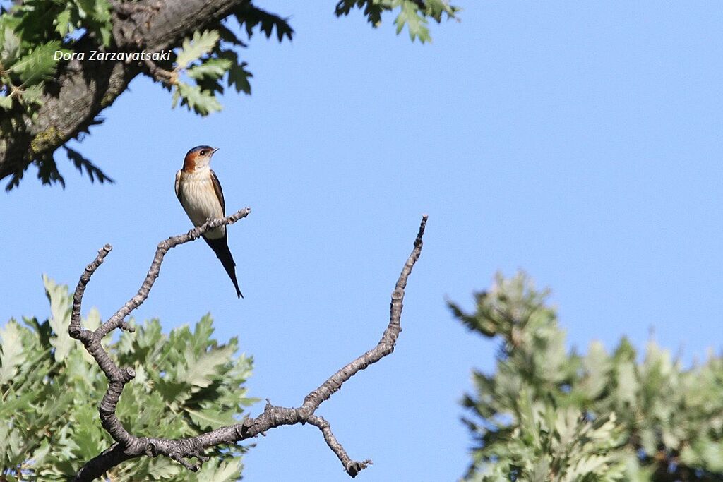 European Red-rumped Swallow