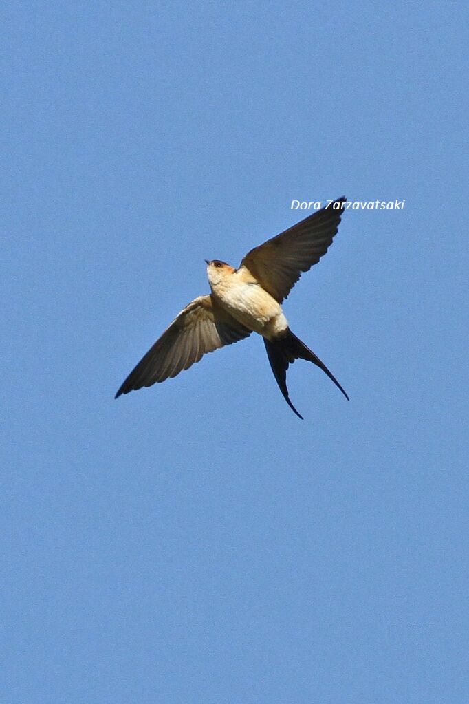 European Red-rumped Swallow