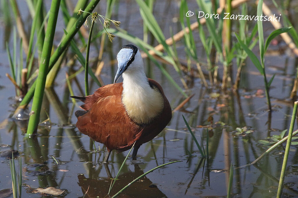 African Jacanaadult