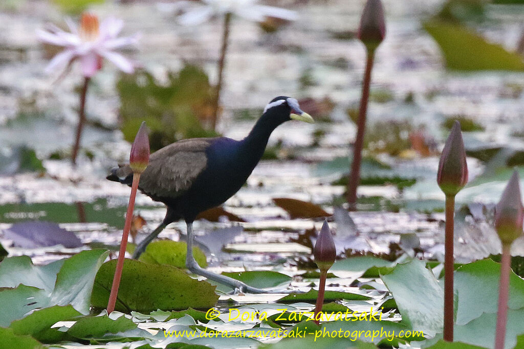 Bronze-winged Jacanaadult, identification