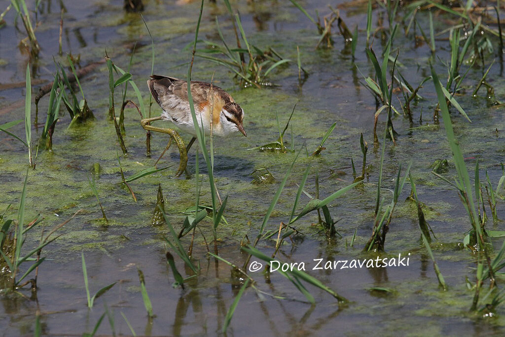 Lesser Jacanaadult, walking