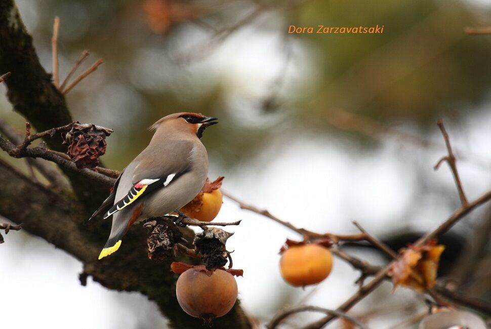 Bohemian Waxwing